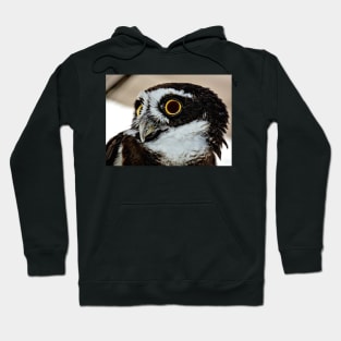 Spectacle Owl Hoodie